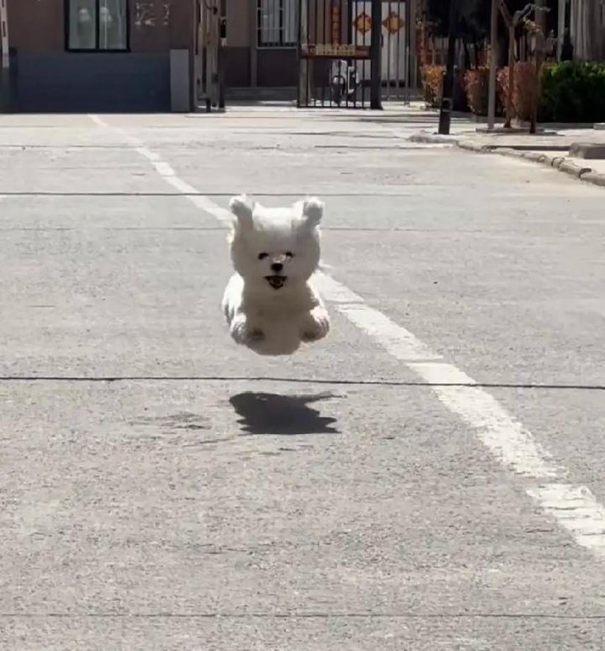 发现一只开心到起飞的狗狗