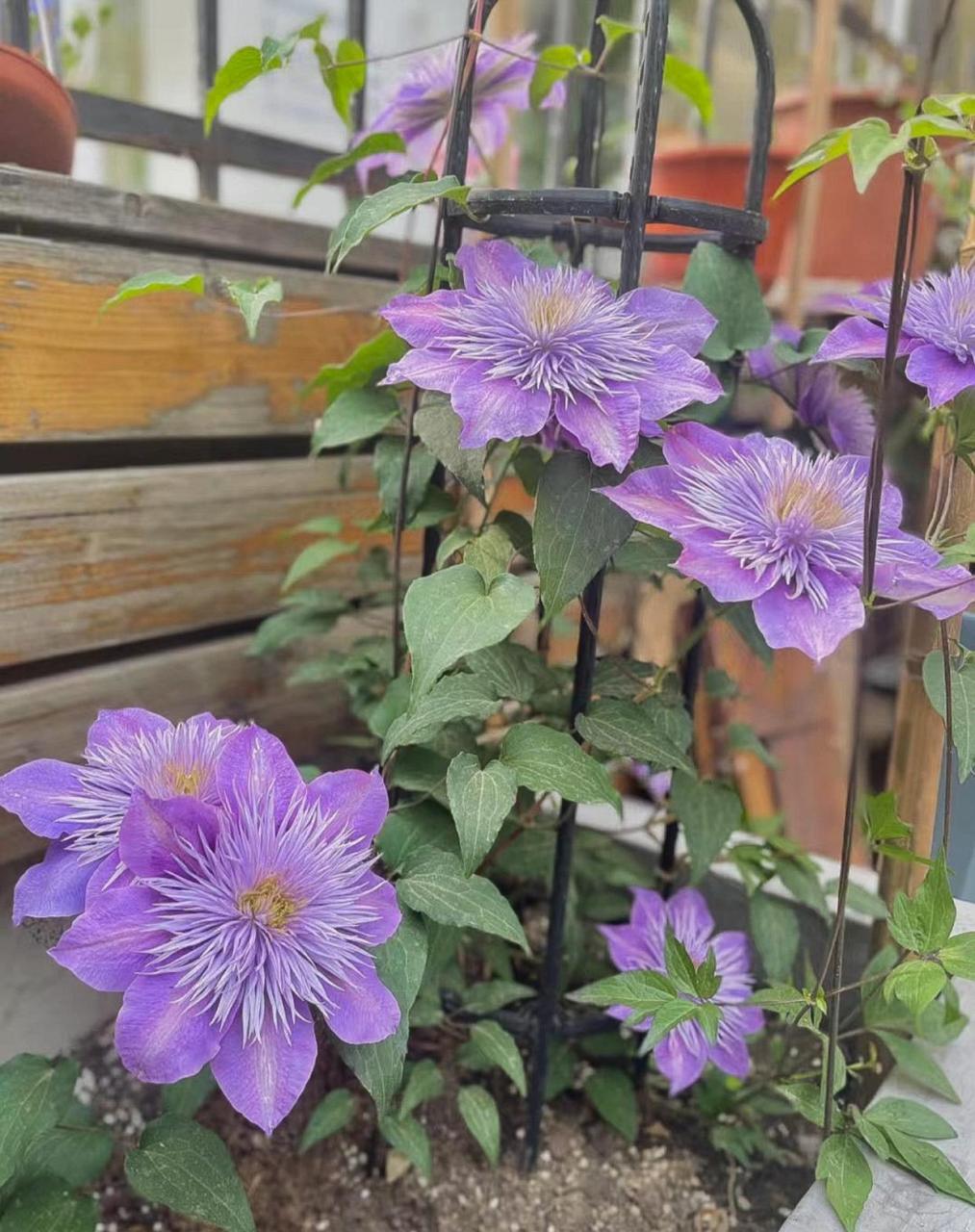 藤本植物皇后铁线莲铁线莲,别名铁线牡丹,番莲,金包银,山木通,番莲