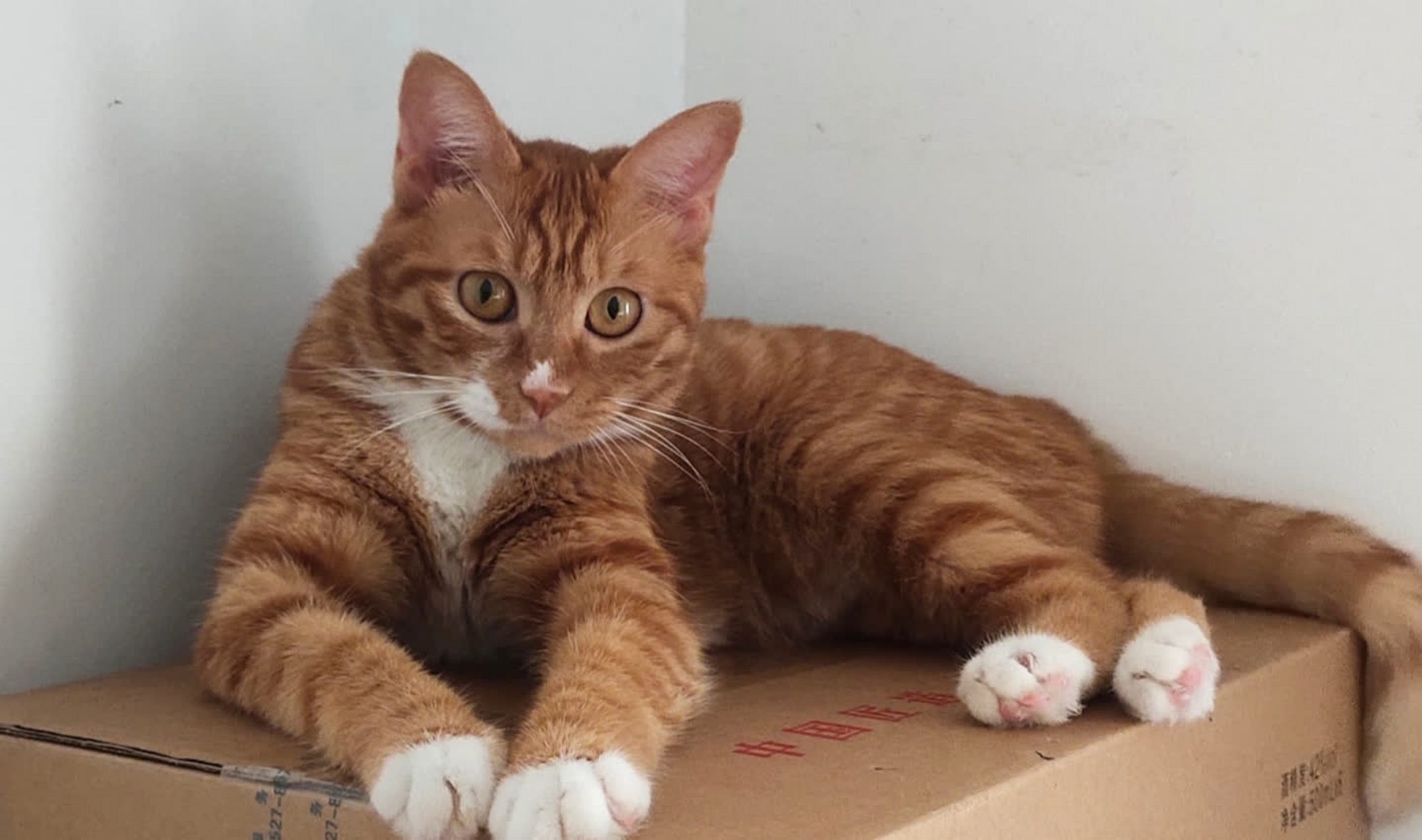 "我家的花园猫躺在角落里的一个纸箱上,当它叫的时候,小眼睛一闪一闪