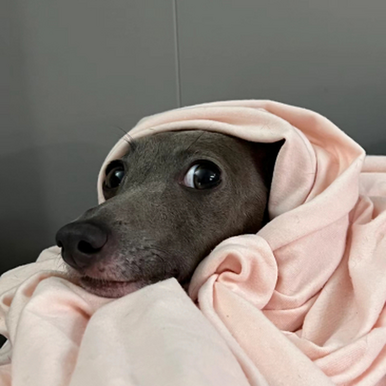 当城市突然降温,家里的狗狗也盖上了被子:看什么看,没见过盖被子的