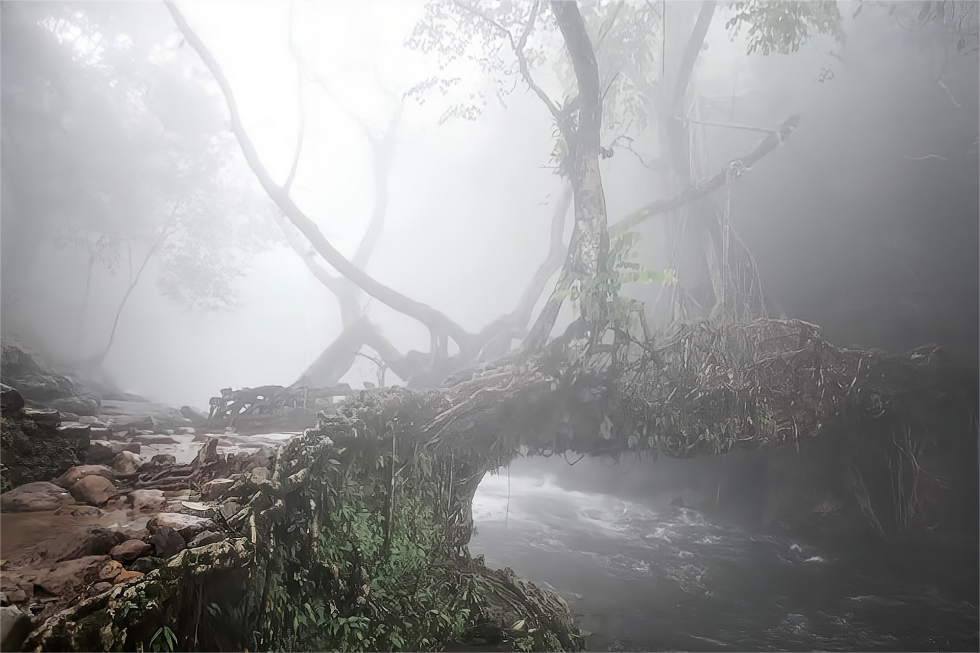 印度的活根桥,树根缠绕在一起,建造一座需要30年,却能用几百年.