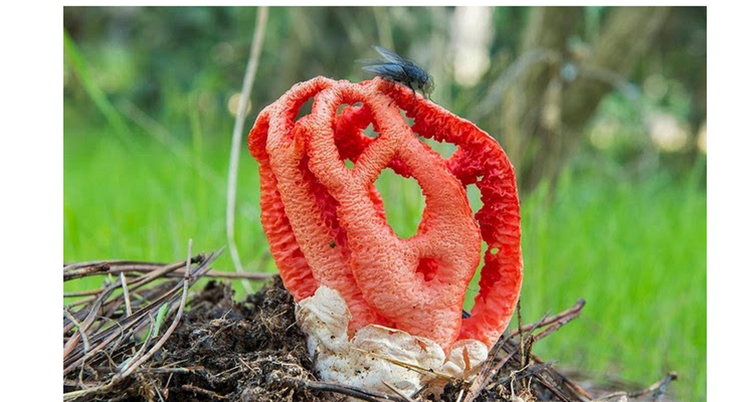世界上最奇特的植物 红笼头菌,最不像植物的花 红笼头菌为鬼笔科的一