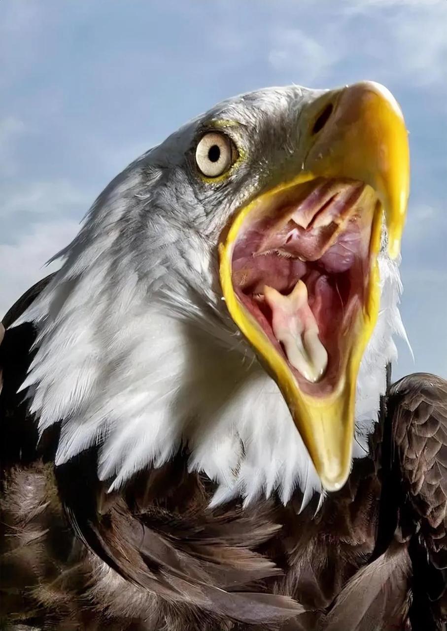 白头海雕是一种具有凶猛捕猎能力的猛禽,它们以鱼类和中小型哺乳动物