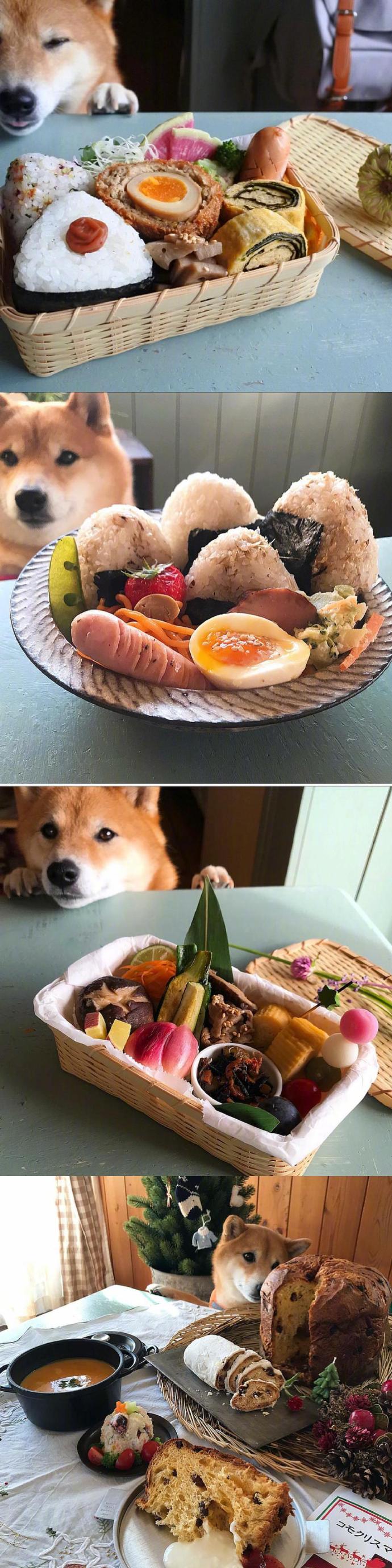 grapefruit柴犬和食物