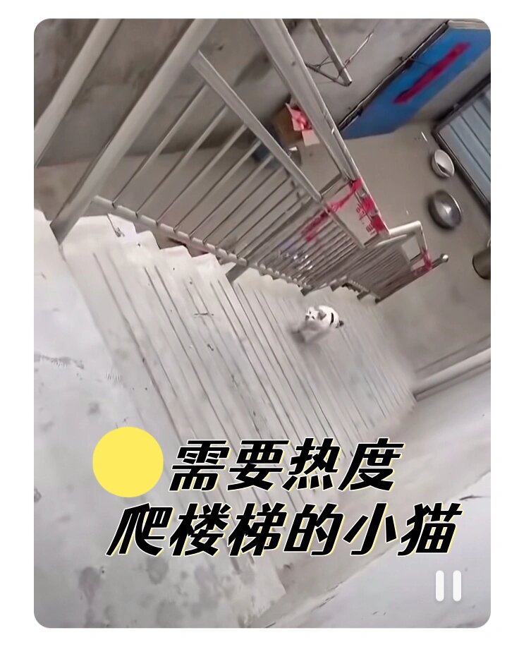 需要热度,爬楼梯的小猫  有人尝试领养小猫,但无法联系上原作者.