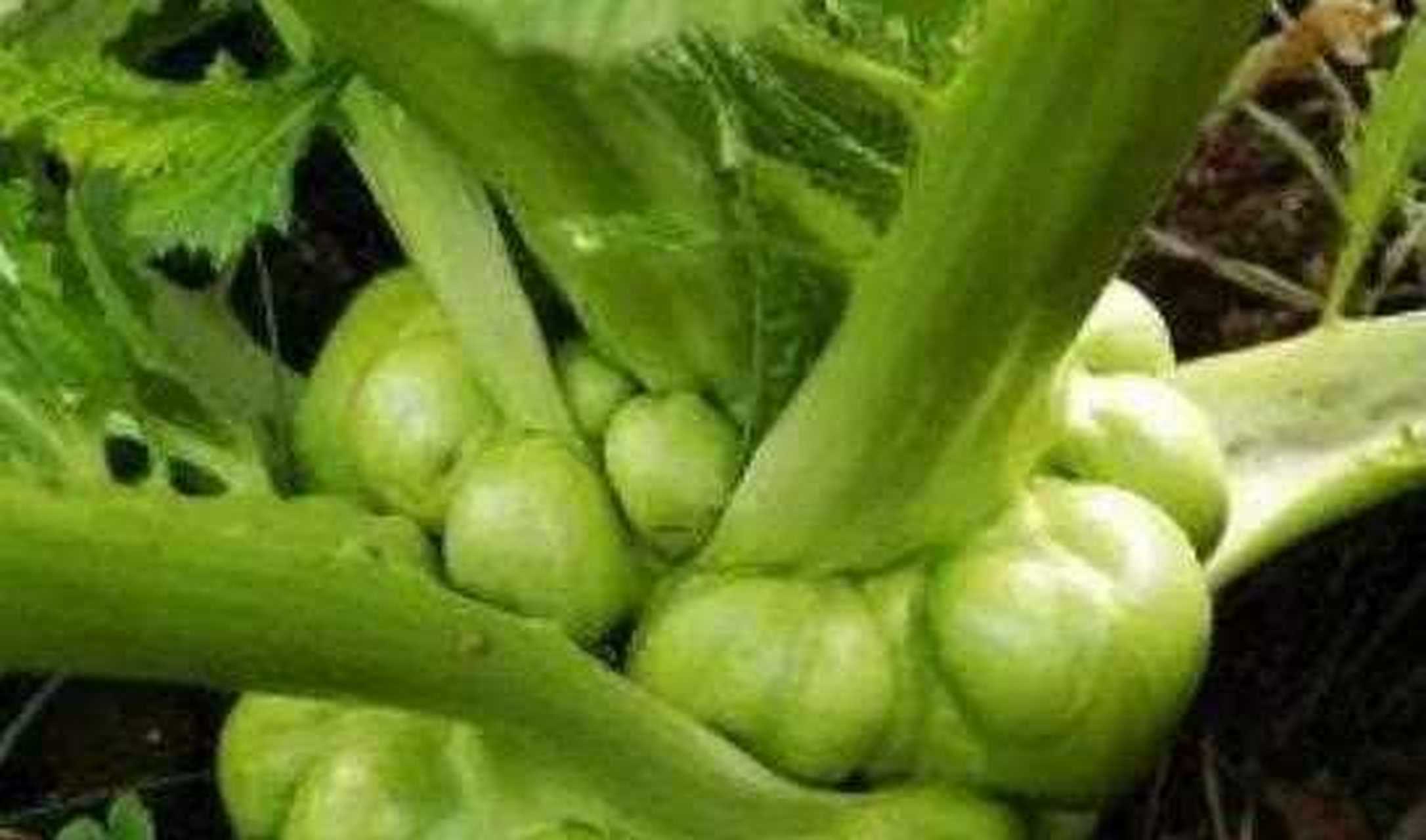 蔬菜的吃法各种各样,不说茎叶,今天随便盘点一下部分蔬菜的根茎,可