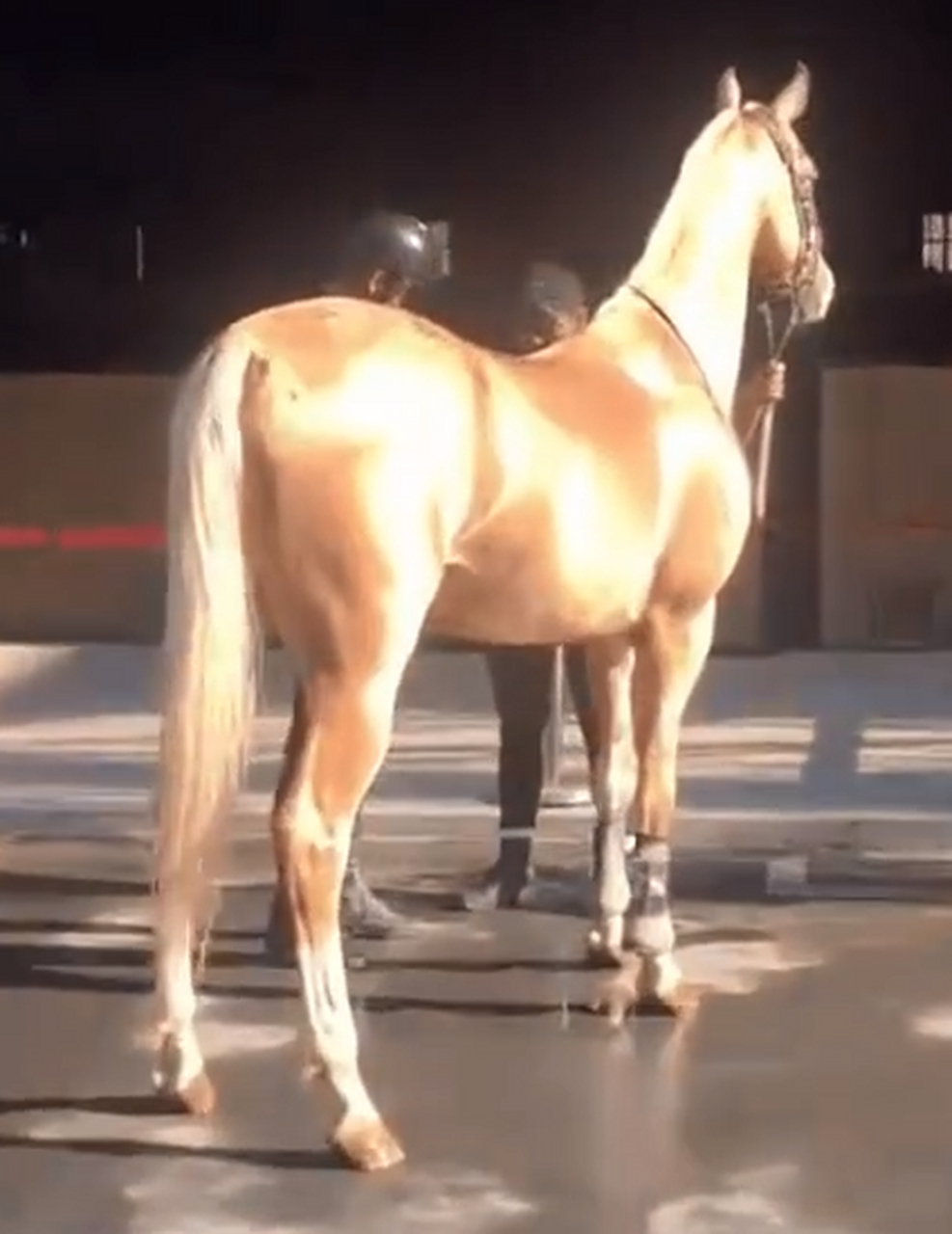 阳光照耀下的金色汗血宝马,真是好美的一匹骏马!