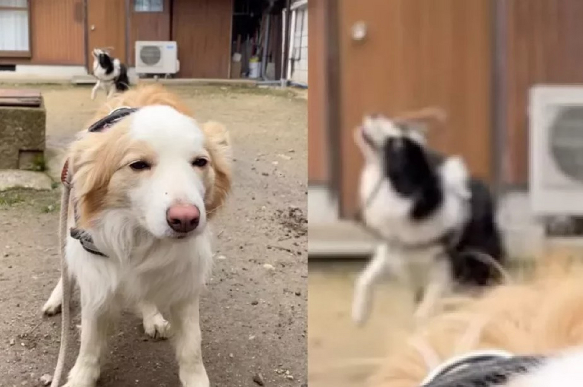 日本有名家裡養了兩隻邊境牧羊犬的飼主日前在社群平臺instagram上