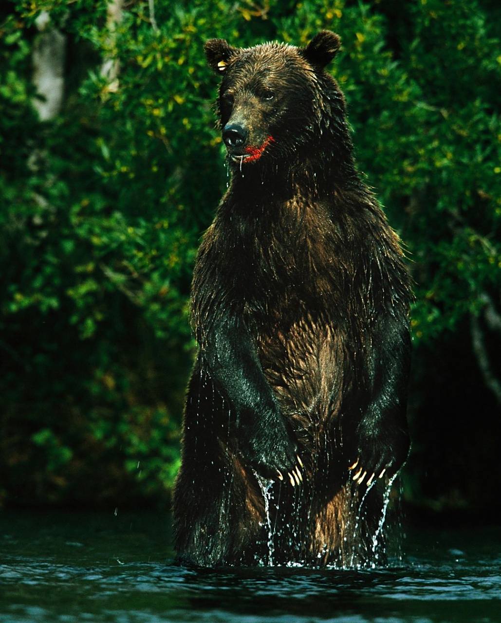 棕熊的一种,身高可达 3 米,体重可达 650 公斤.