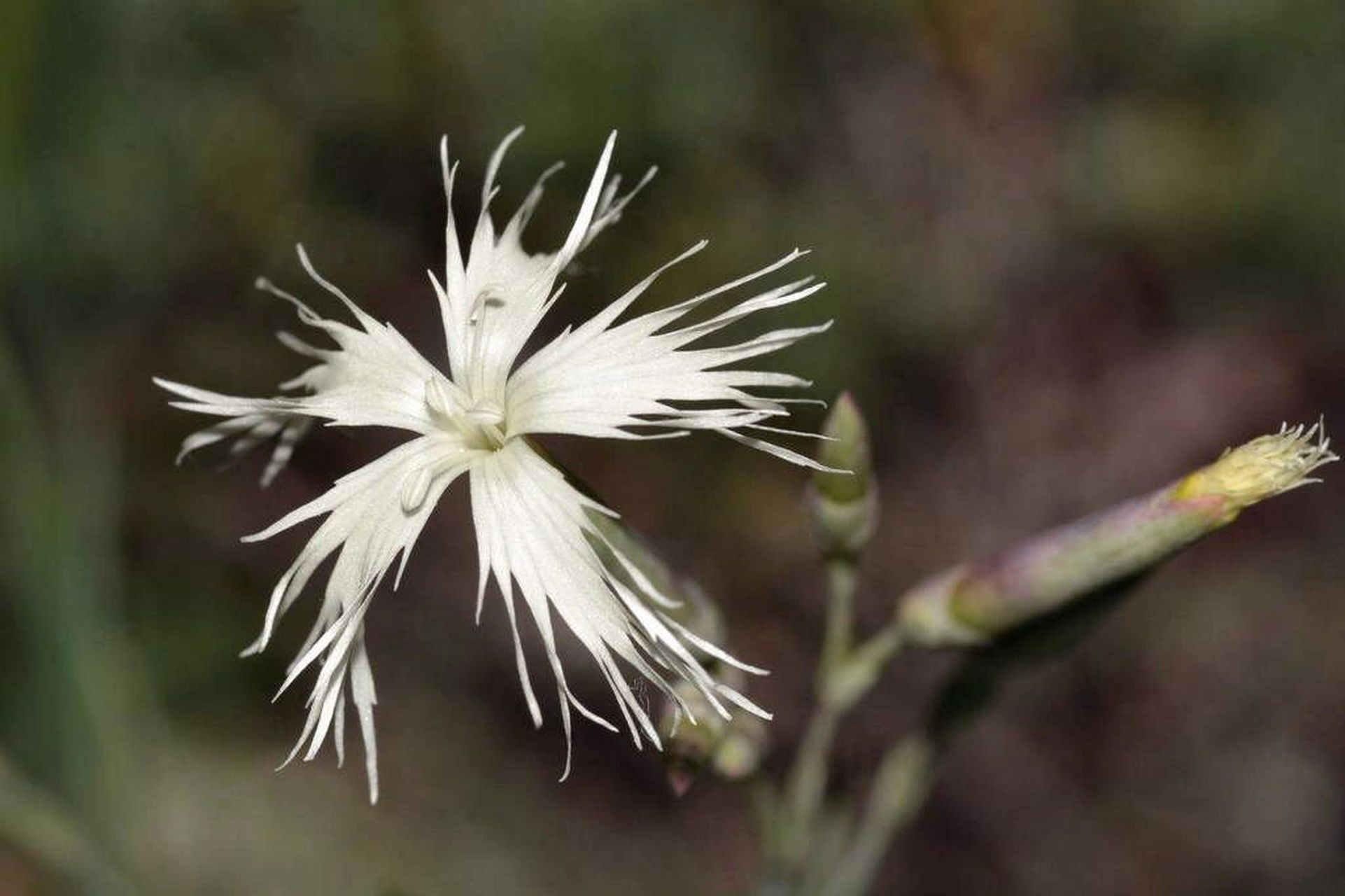 今日识花针叶石竹 针叶石竹 dianthus acicularis 针叶石竹是石竹科