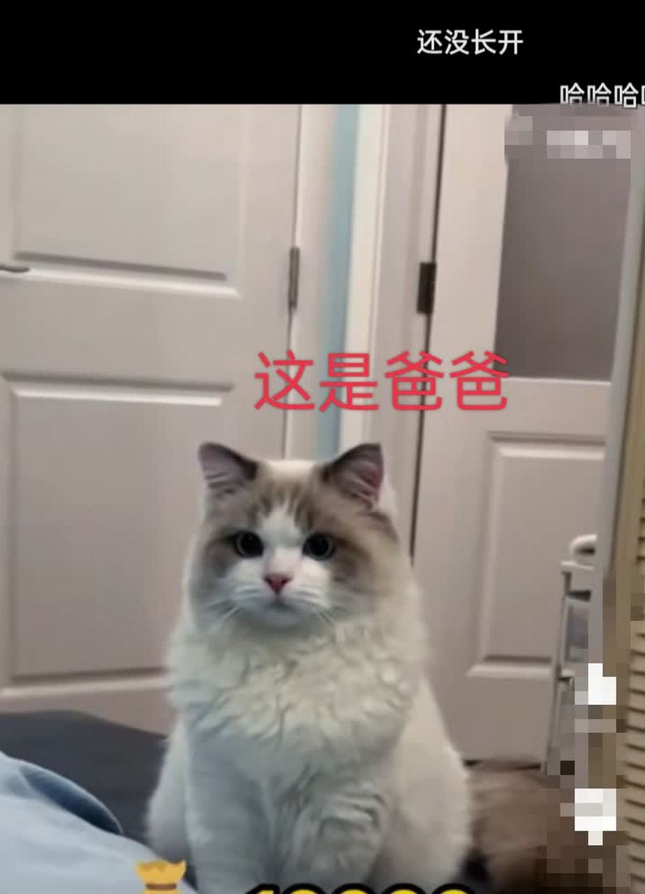 威猛的爹