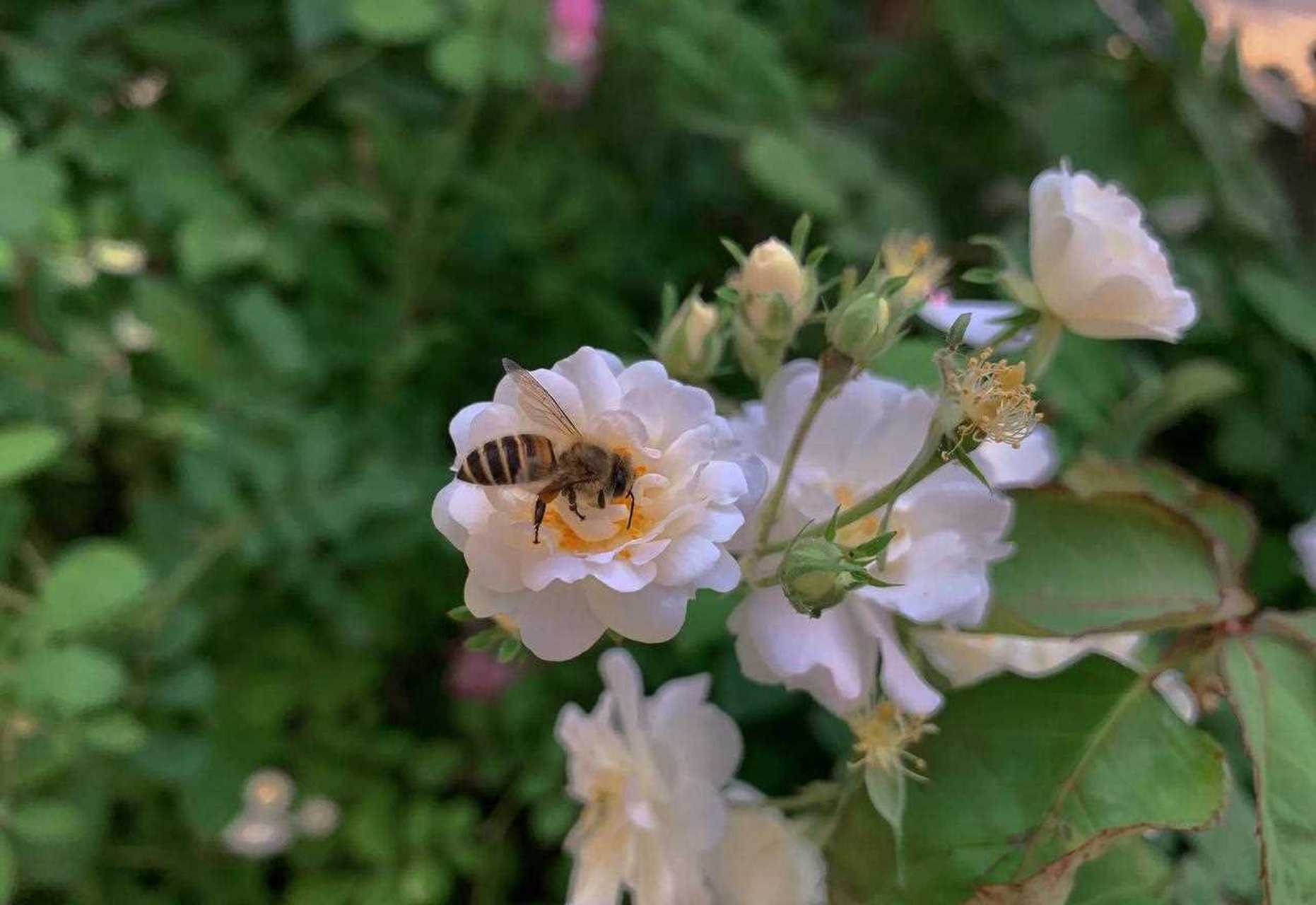 蜜蜂與薔薇 心有猛虎 細嗅薔薇[偷笑] 【原創手機拍攝】