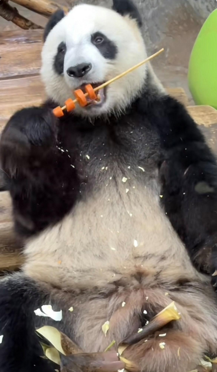 会撸串的大熊猫,看着好搞笑哈哈哈哈#搞笑