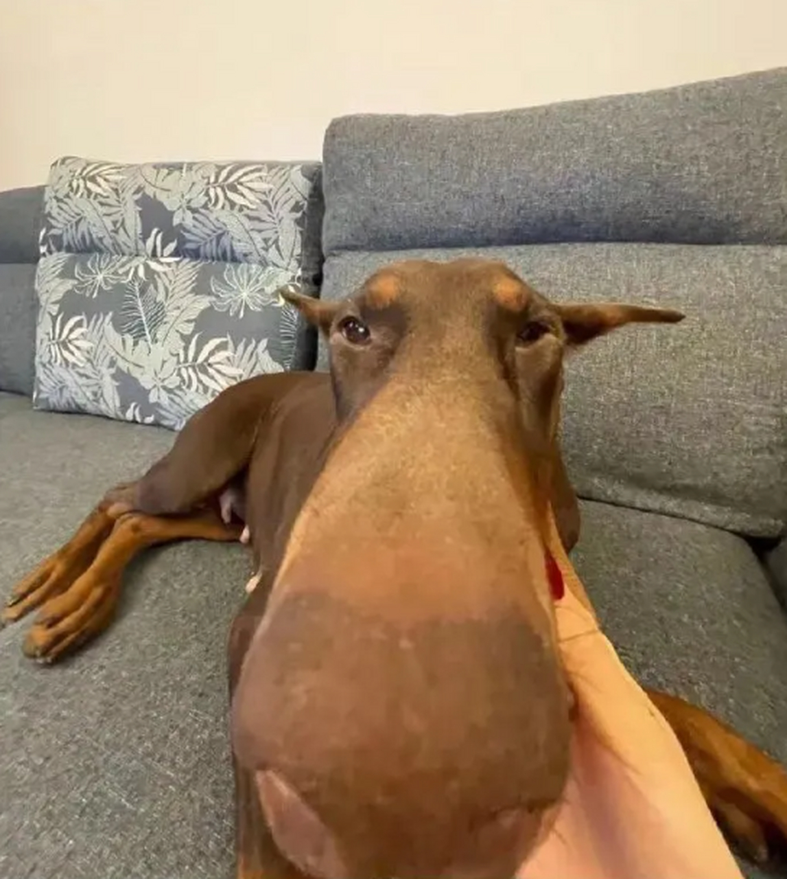 给狗子拍照千万别用广角,感觉快怼我脸上了