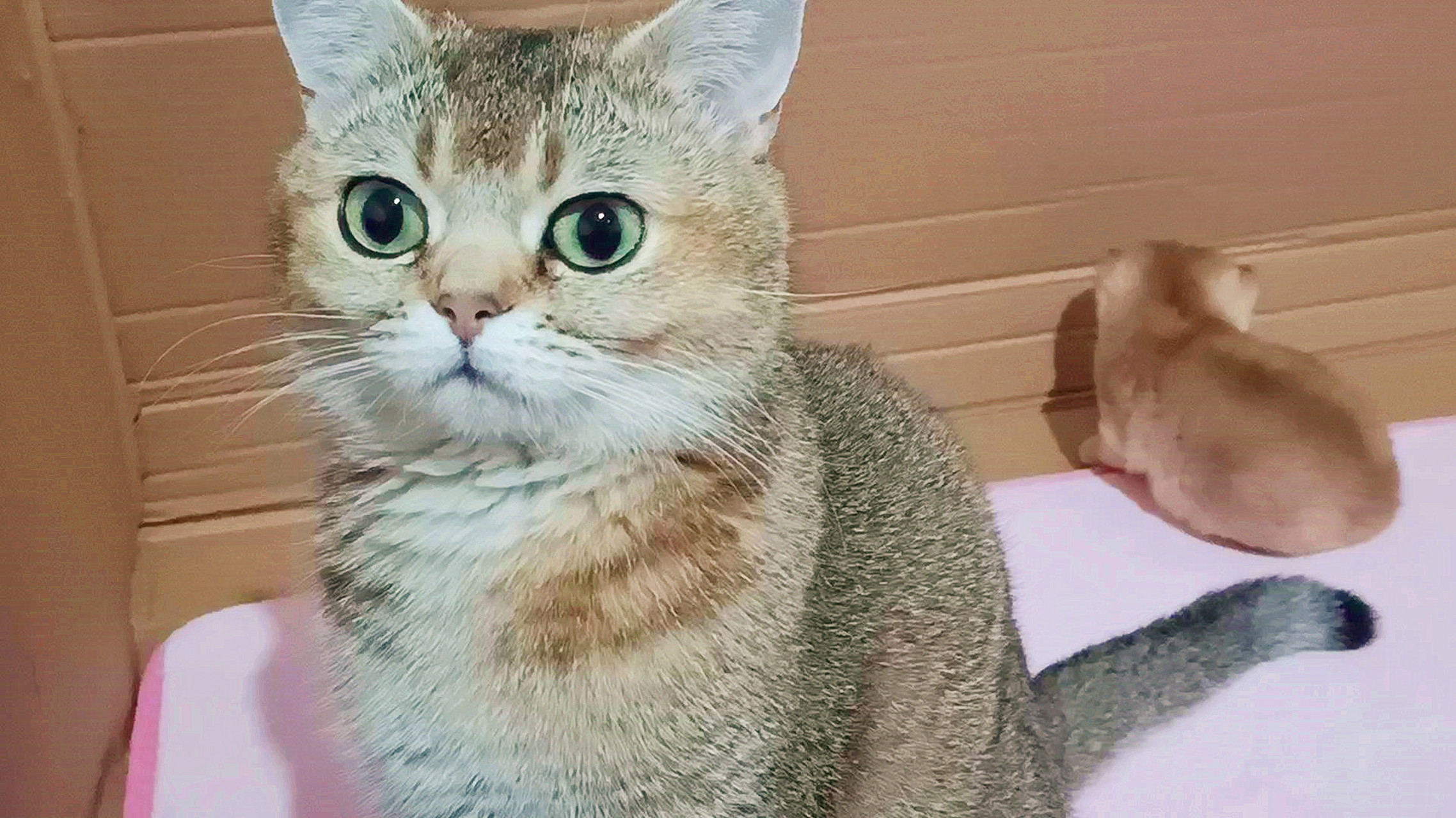 今天的宠物之道《哎呦与偶像》视频已经发出来了,标题是《猫妈和两只