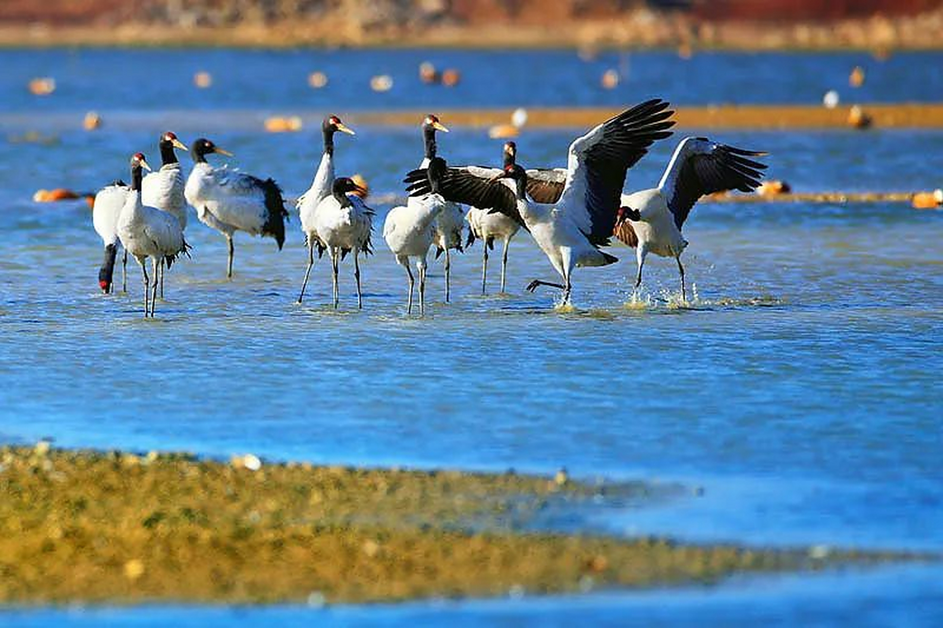 草海拥有广阔的湖面和丰富的水生生物资源,吸引着众多鸟类聚集.