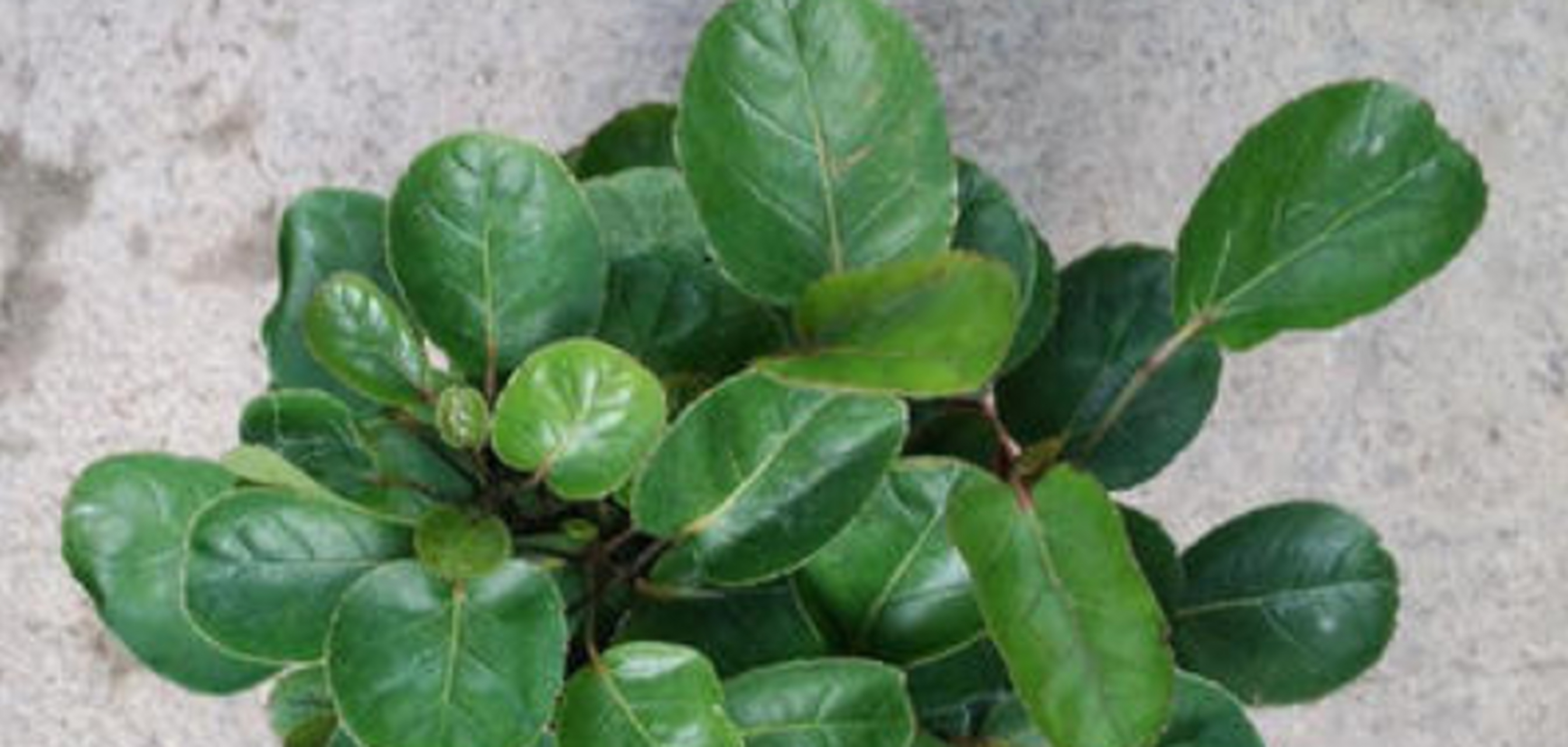 这种植物类似于一棵幸运树,也有"幸运钱"的意思,这种植物的名字非常好