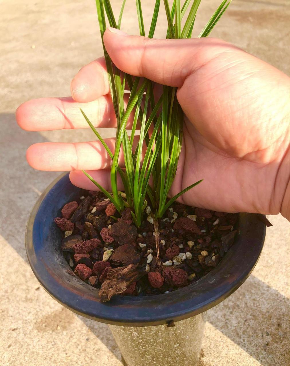 蕙兰秤杆草勤草型好,一盆1发5一盆3发5 国庆孩子放长假,正好可以回