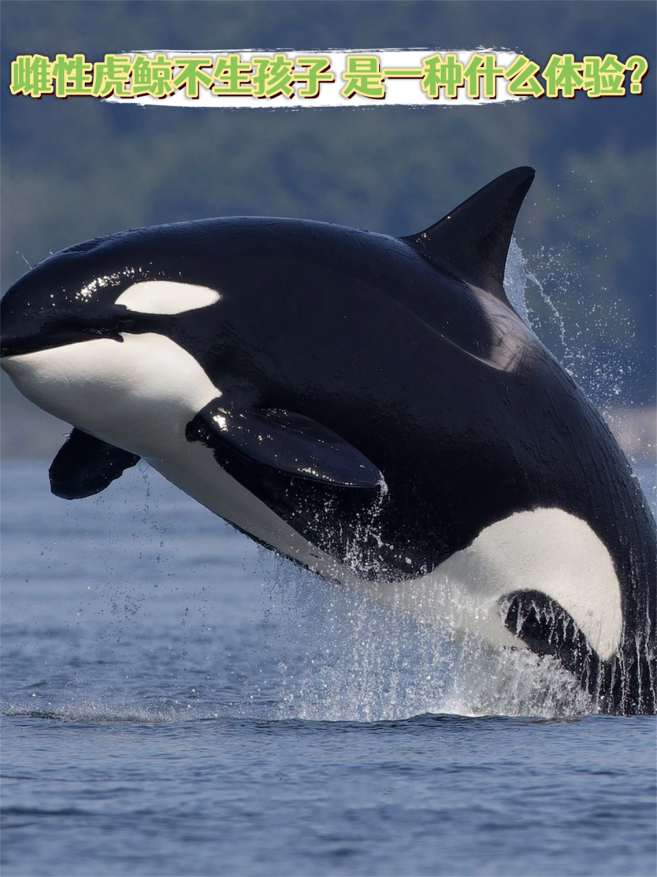 这三张图都是西海岸过客型虎鲸t124a1 bonapartes,也就是我今天要说