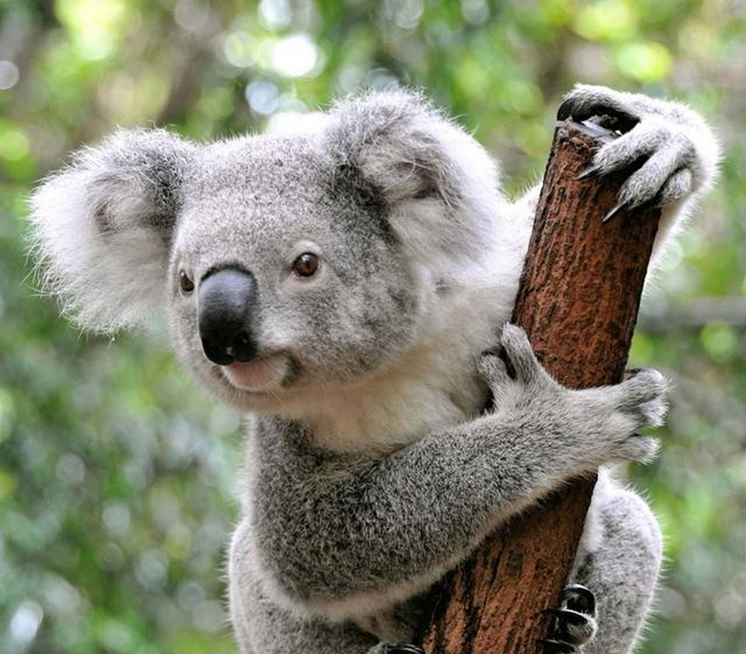 模特考拉koala图片