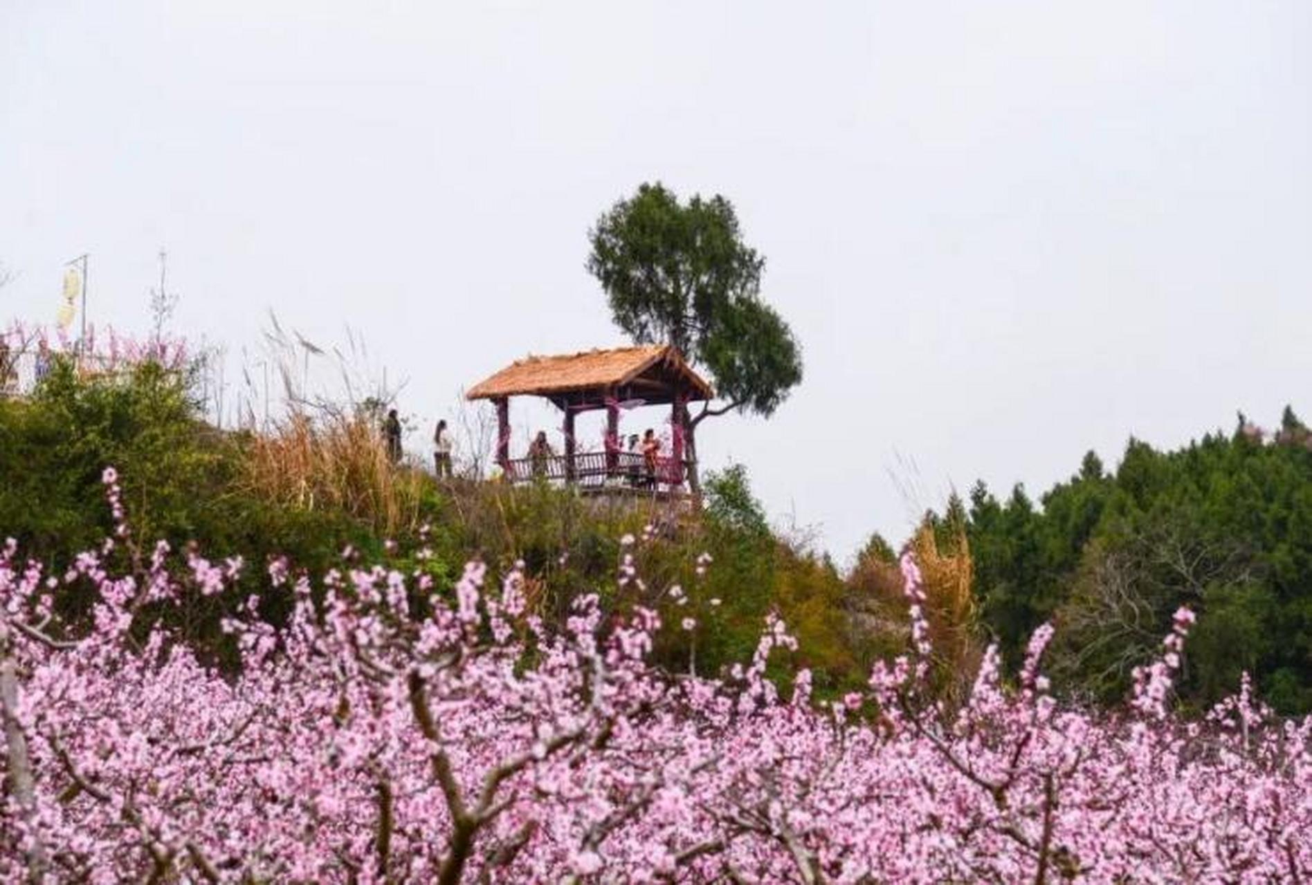 又新镇油坊堰村是金堂县桃花开得最密集的地方之一,这里有延绵起伏万