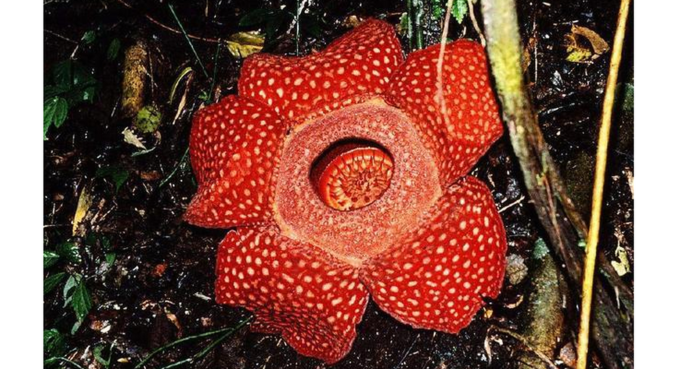 世界上最奇特的植物 大王花,世界上最大的花 可能很多人没听过大王花