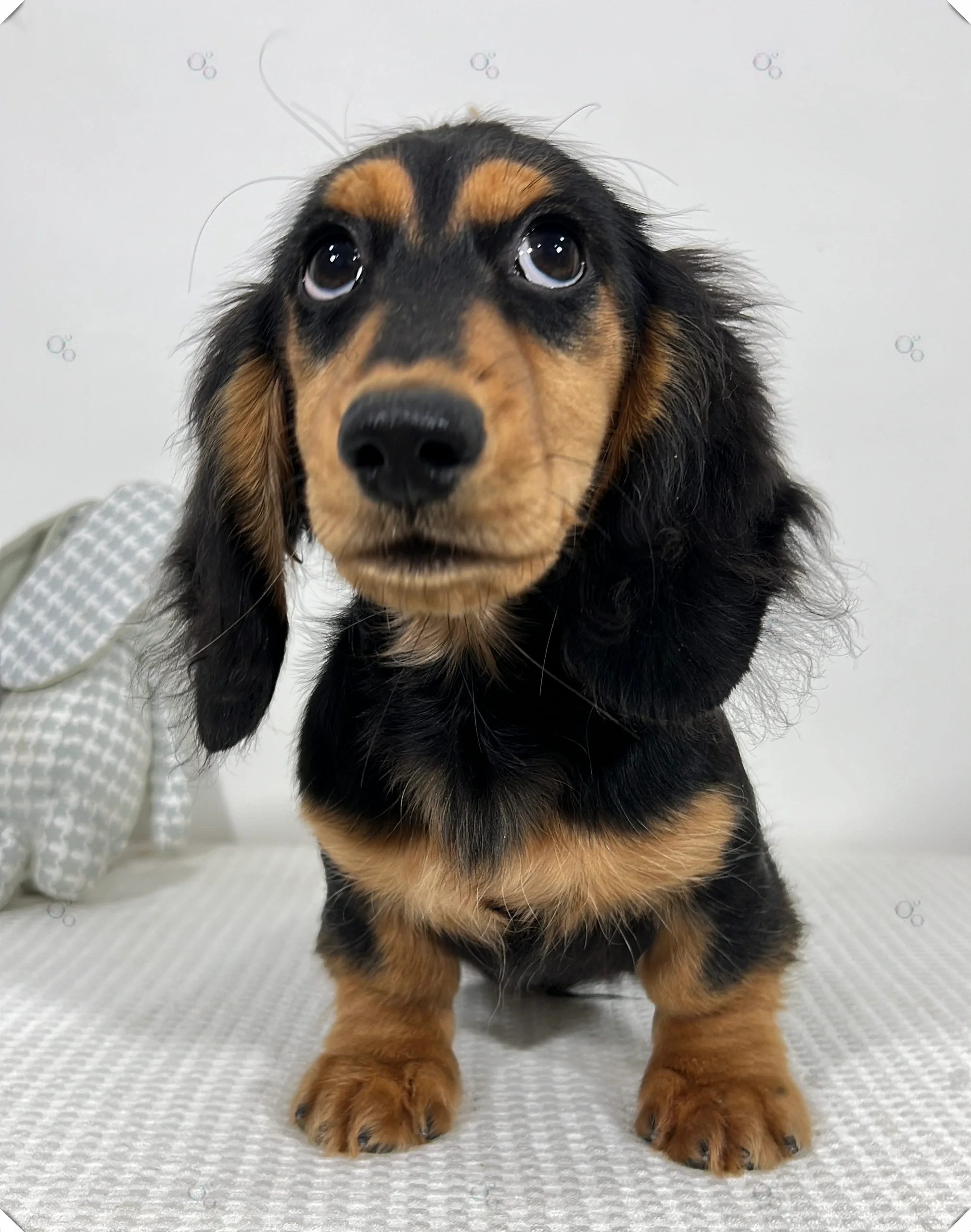 的大眼睛总是一副不太聪明的样子阿,老是让我觉得我自己养了一只傻狗