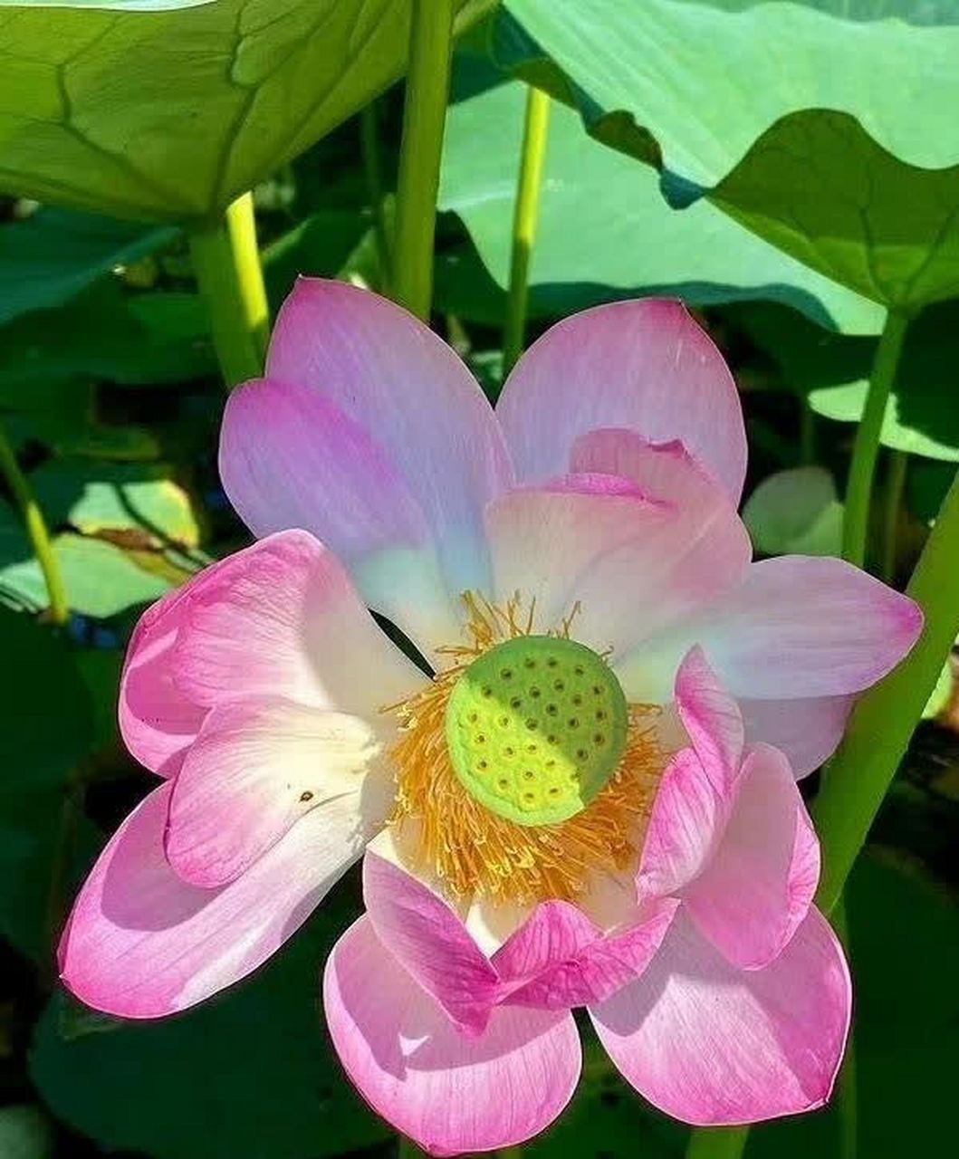 分享图片:两朵粉色莲花玉花