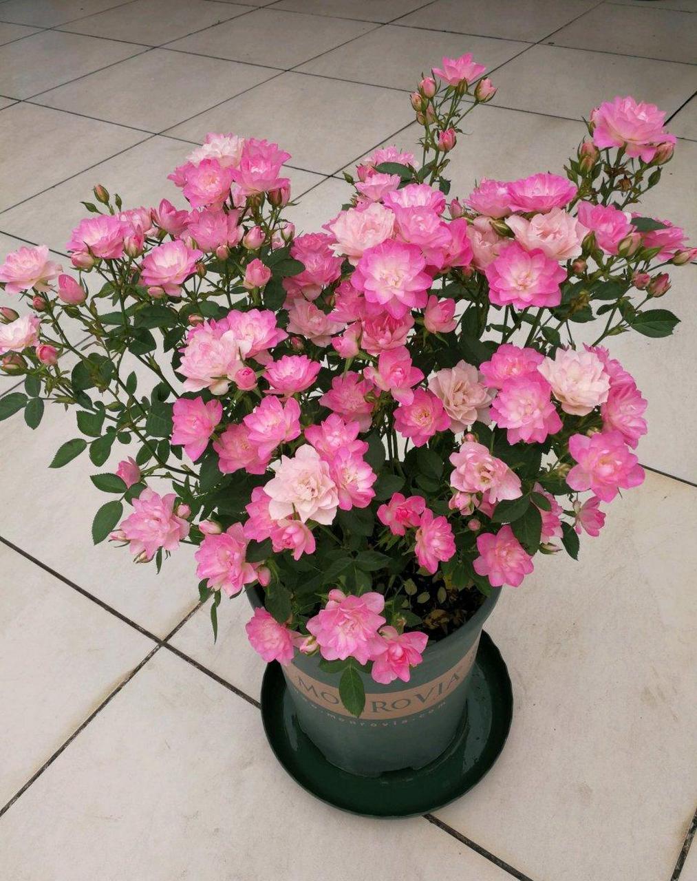 微型月季"繁星天荷",最值得拥有的品种之一,在我心目中排名前三,和