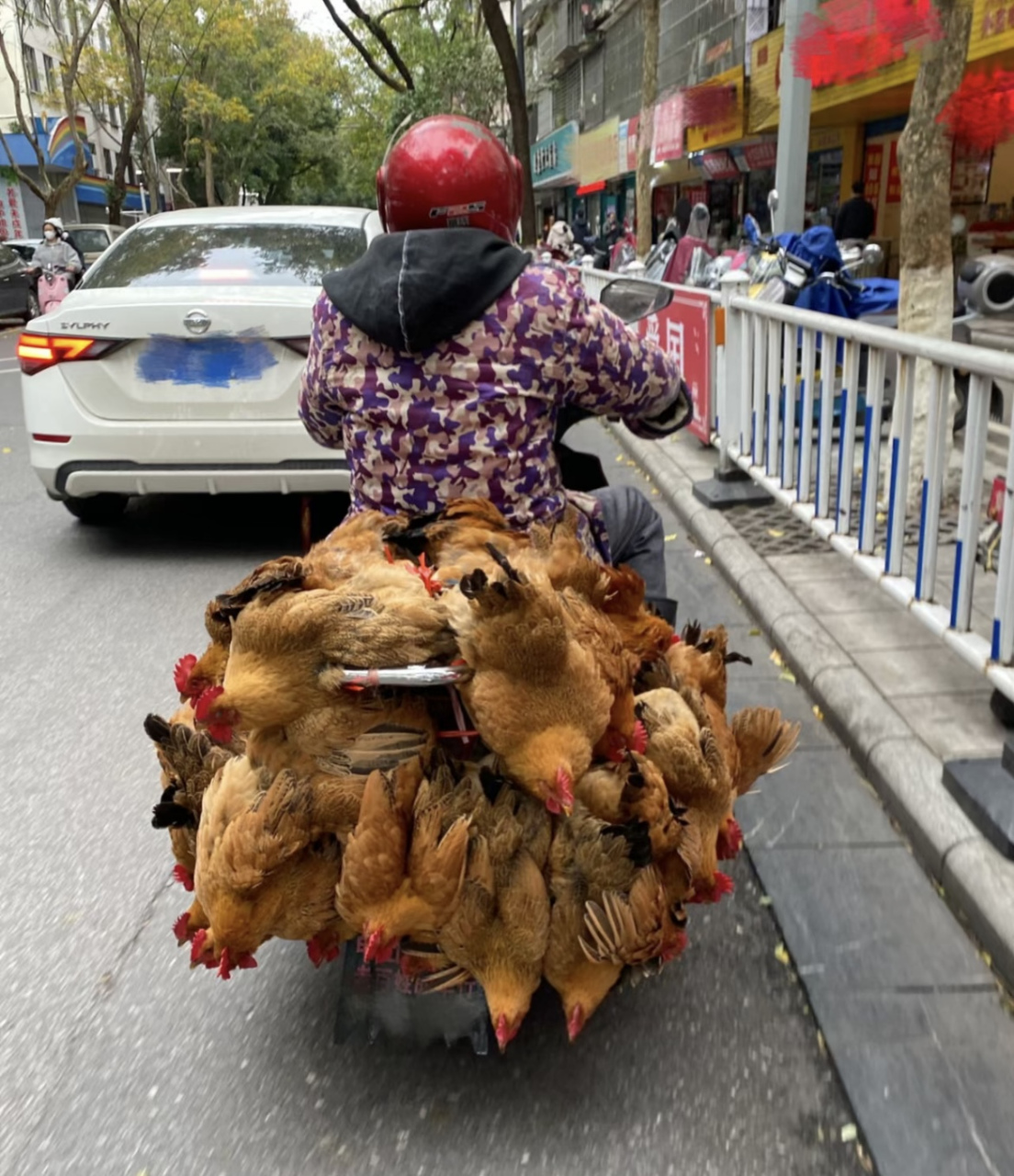 龙桥小区鸡多图片