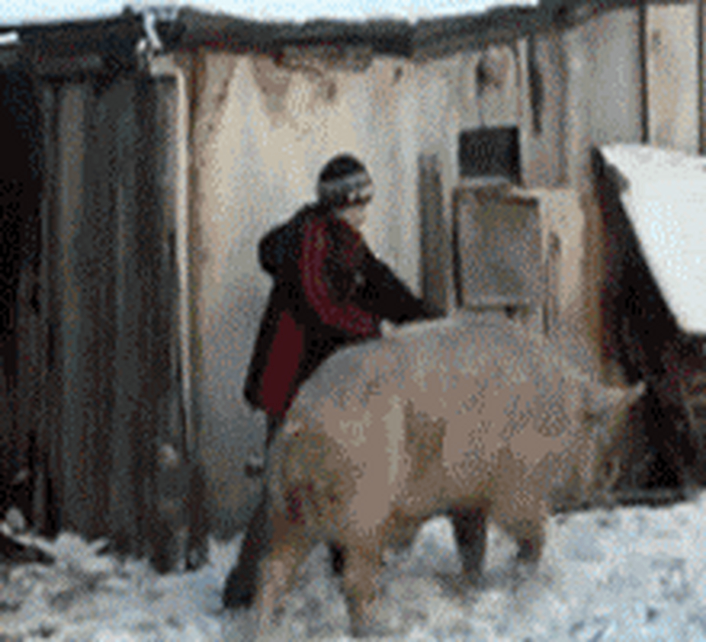 搞笑gif动图:搞笑第一张骑猪去兜风了,我们村里就这位大哥最牛,坐骑真