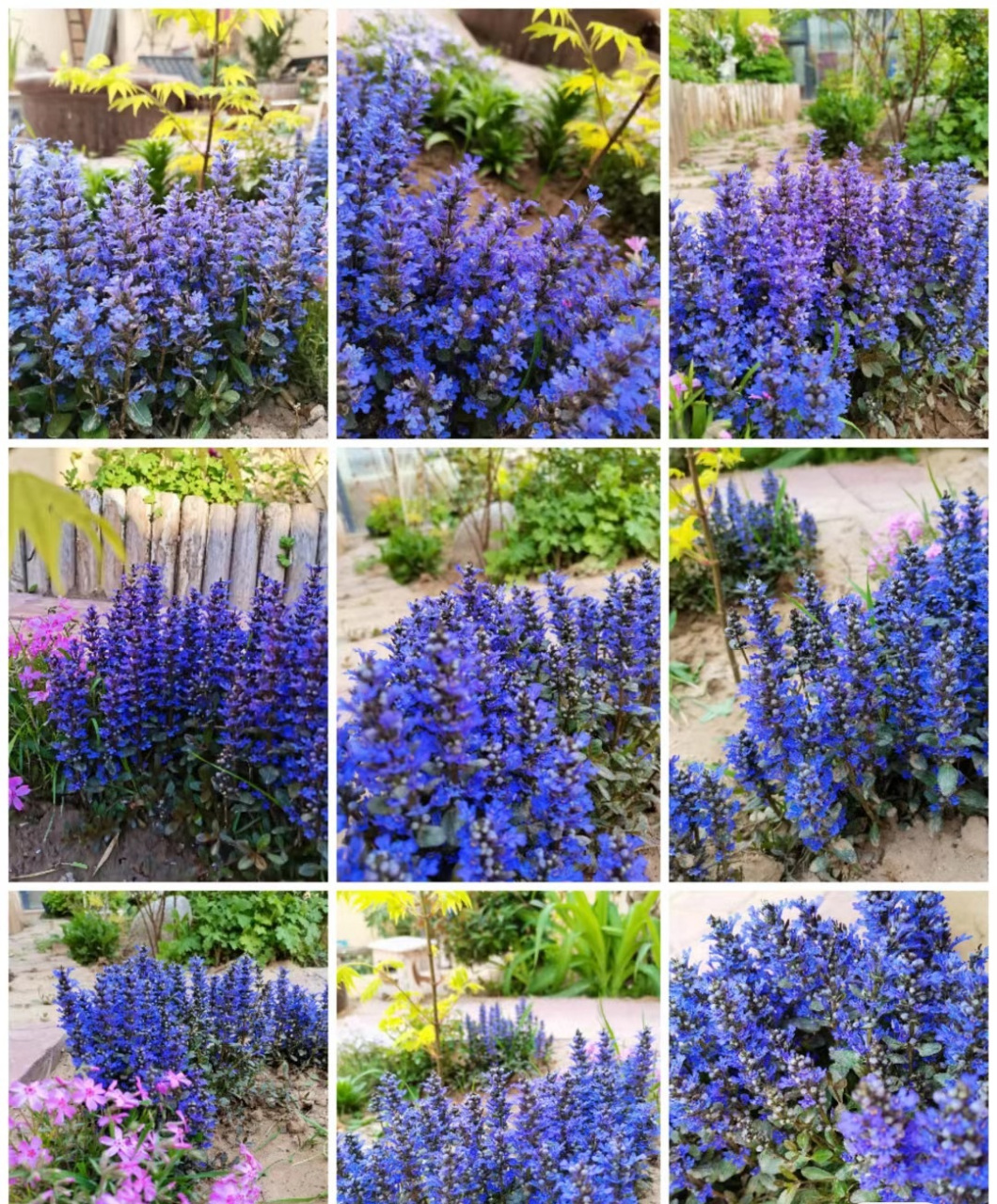 阳光,院子光照不多的,建议养这种花——姬十二单筋骨草,一种耐阴,耐寒