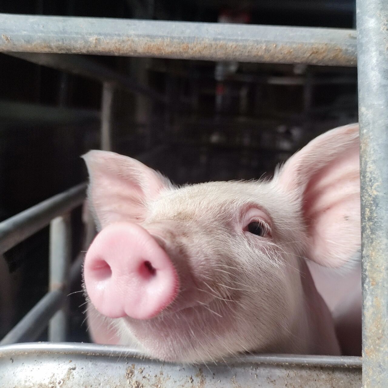 热乎的大头猪照	热乎的大头猪照