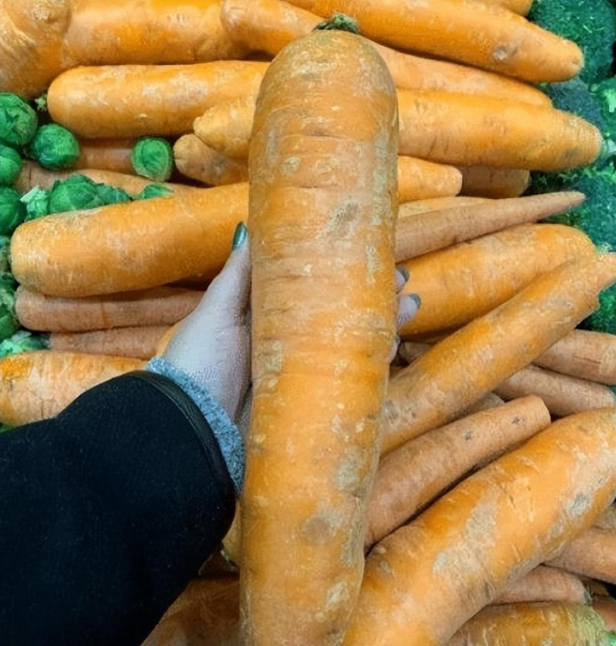 巨大的胡萝卜,这一根就可以吃好几顿了.