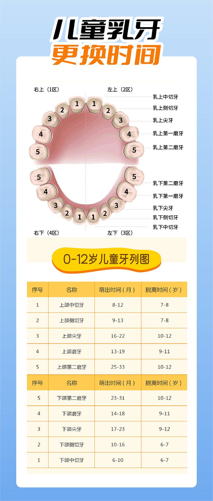 小孩哪些牙齿会换图片