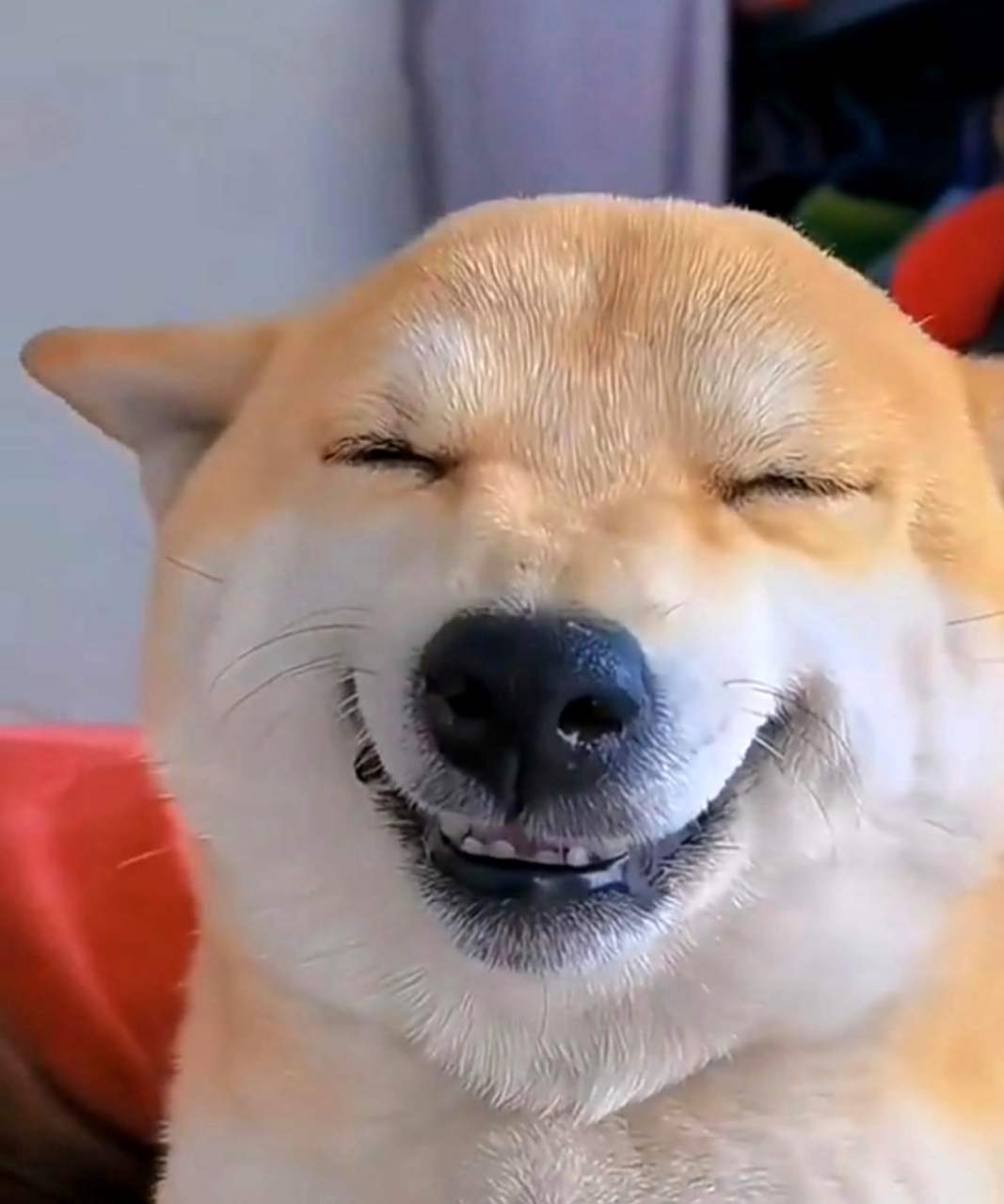 狗狗微笑的表情,也能带来治愈的效果.