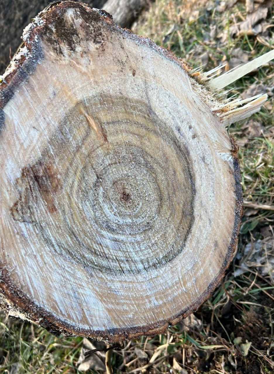 不是说树都有年轮吗?这树有几个年轮啊