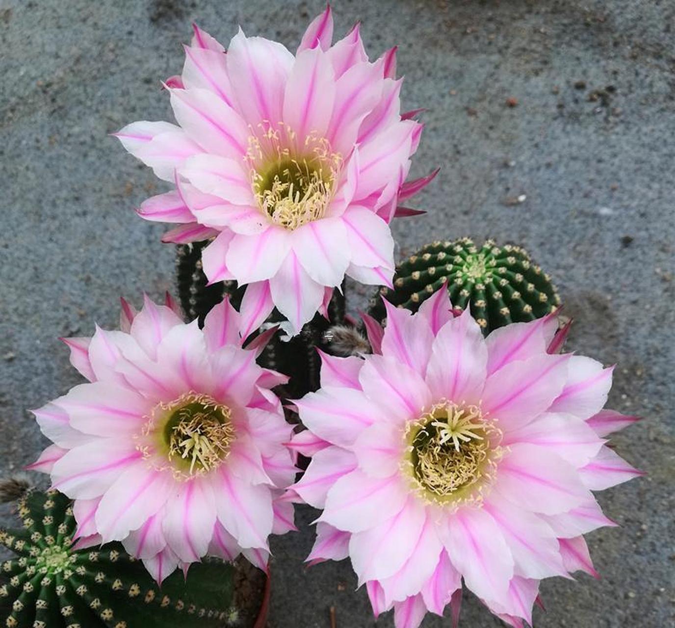 仙人球界的"女神"——粉花黑金刚,专为观赏而生的园艺品种,由毛花柱和
