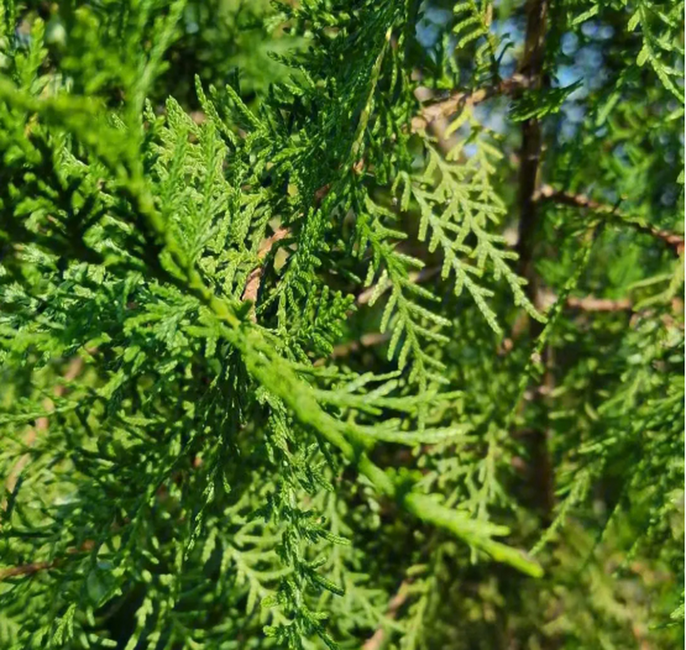 侧柏,常绿乔木,任其生成可高达20m.