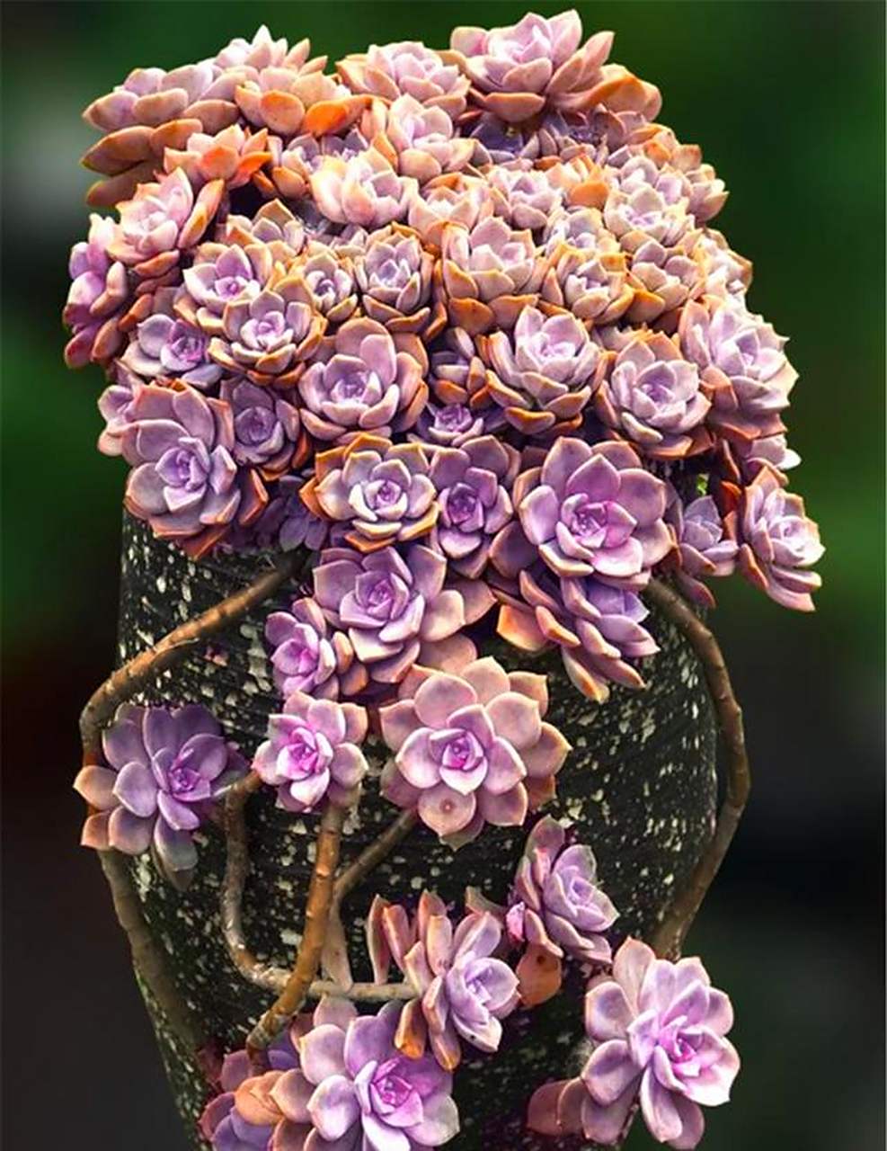 4步快速把多肉紫乐养成悬崖桩,粗壮独特  多肉紫乐是普货品种中最漂亮