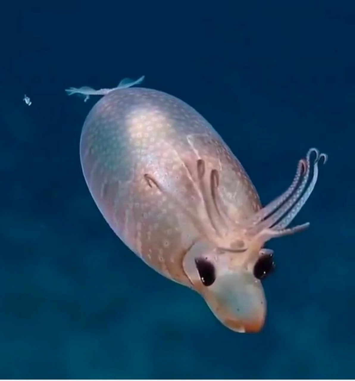 敲可爱的猪猪鱿鱼  学名:helicocranchia pfefferi  英文名:piglet