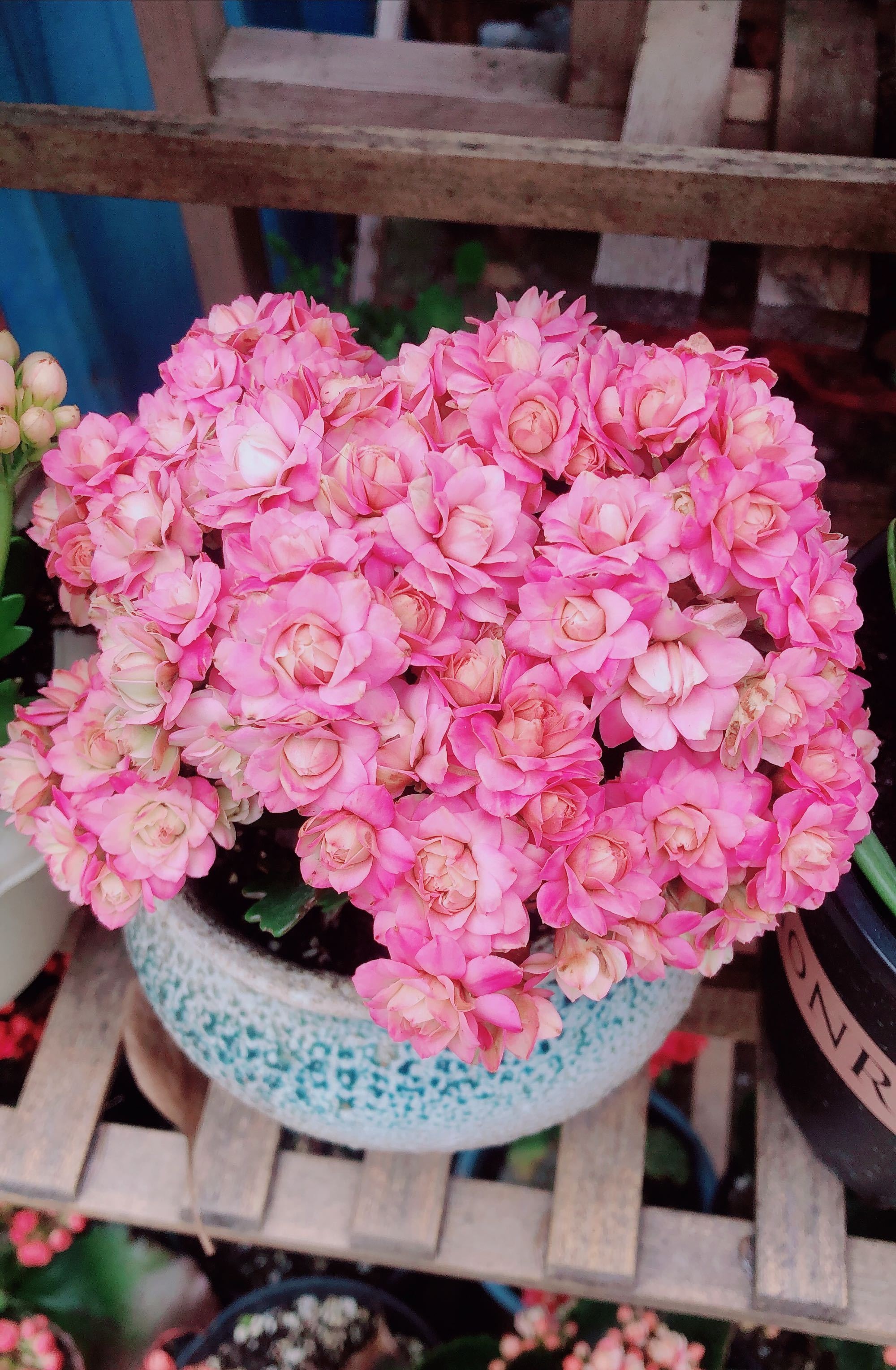 奇趣植物在我家# 长寿花"璎珞",也叫悉尼粉,巴黎系列又一个现象级新