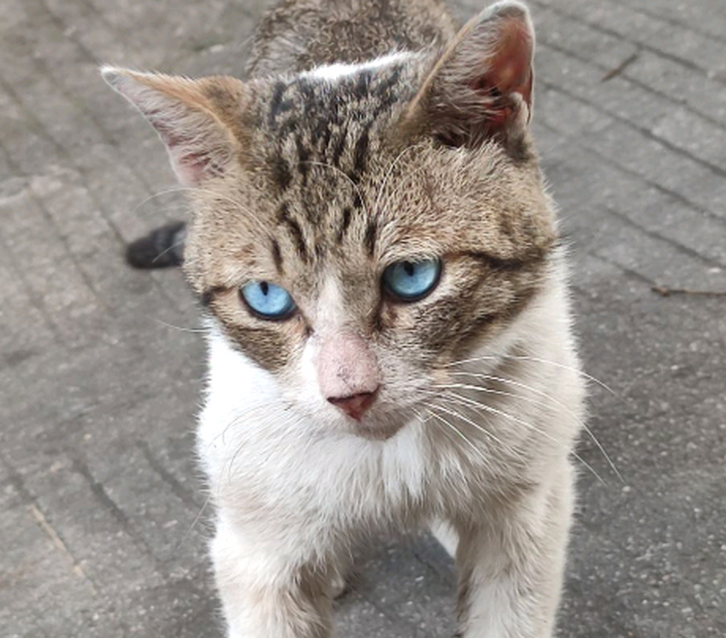 第一次看到狸花猫居然有蓝眼睛啊?