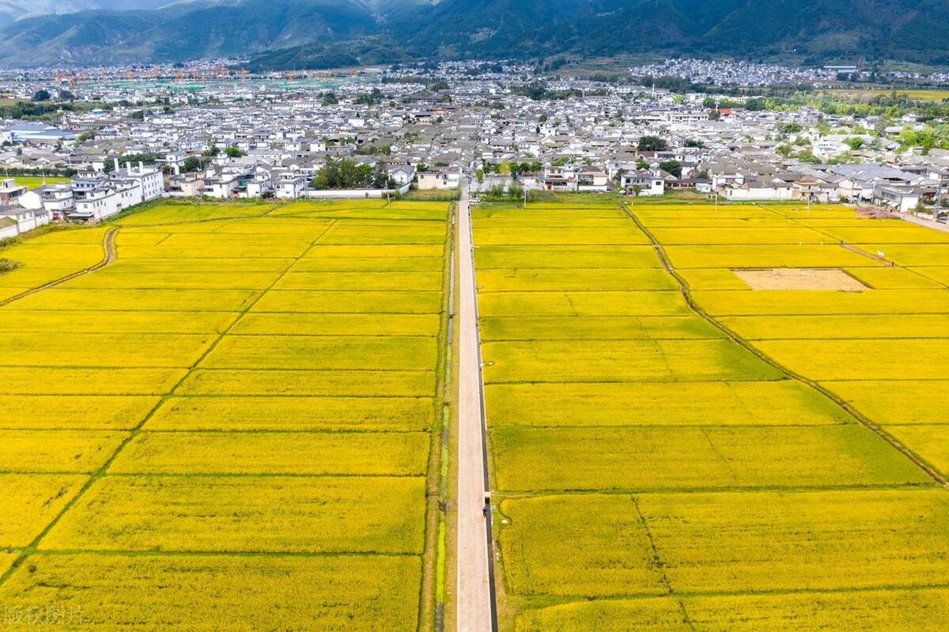 在大理蓝天白云的衬托下,在喜林苑黄墙的背景中,喜洲稻田怎么都看不够
