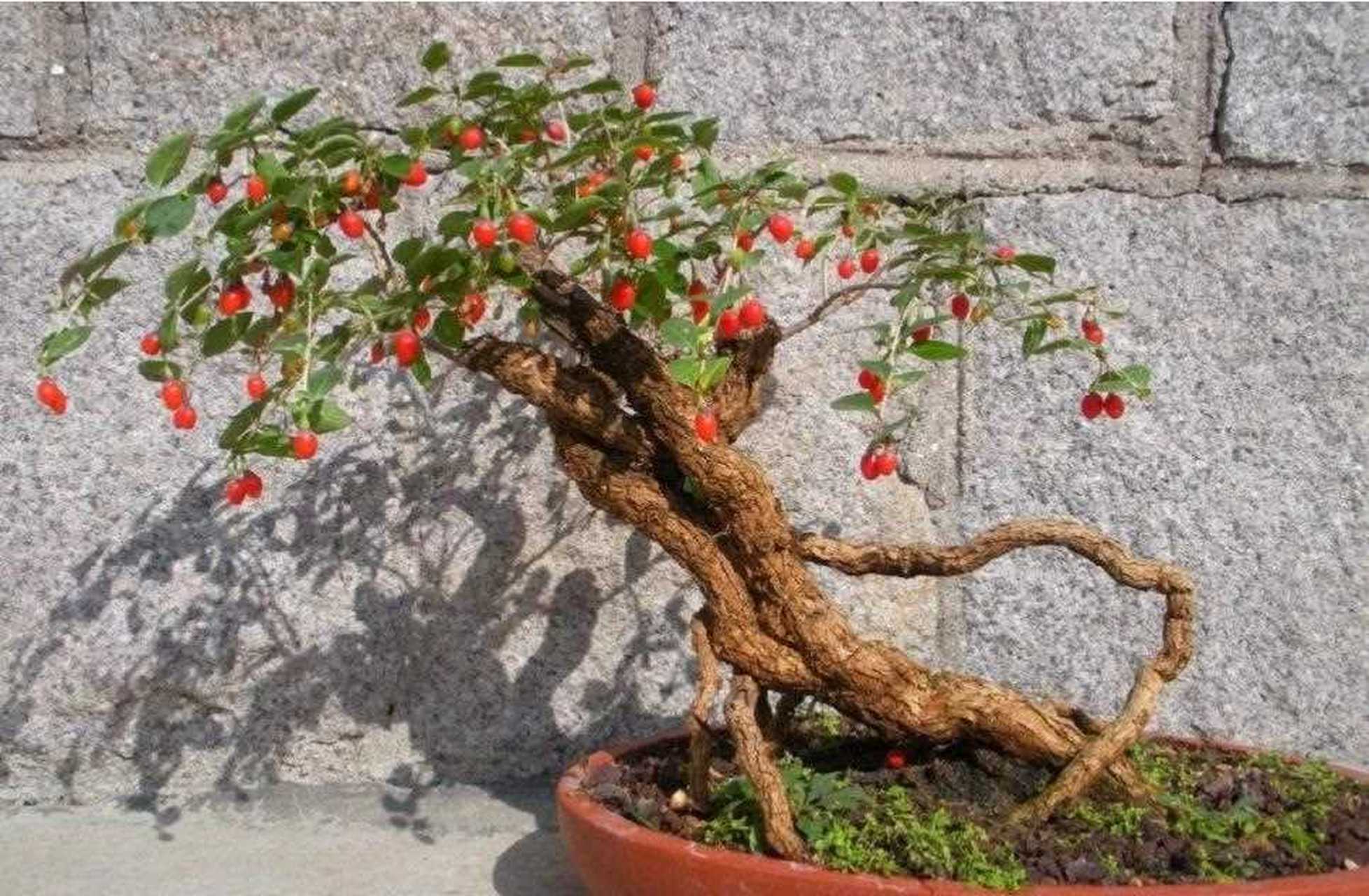 枸杞树桩盆景是一种可观桩,观叶,赏果的树种.