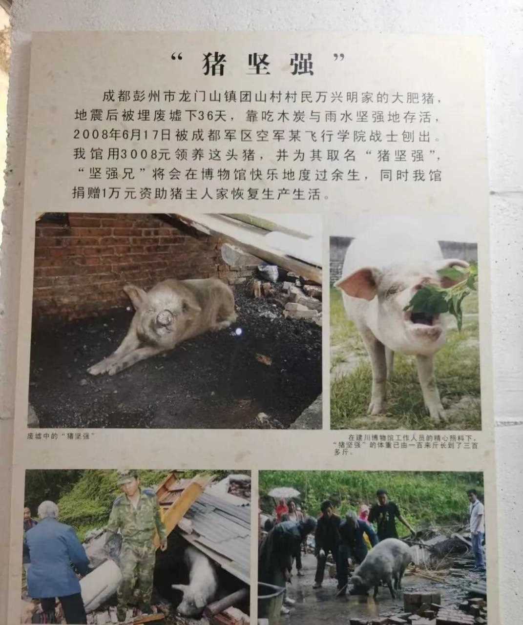 年汶川大地震后,"猪坚强"被埋废墟下36天,靠吃木炭喝雨水奇迹般存活