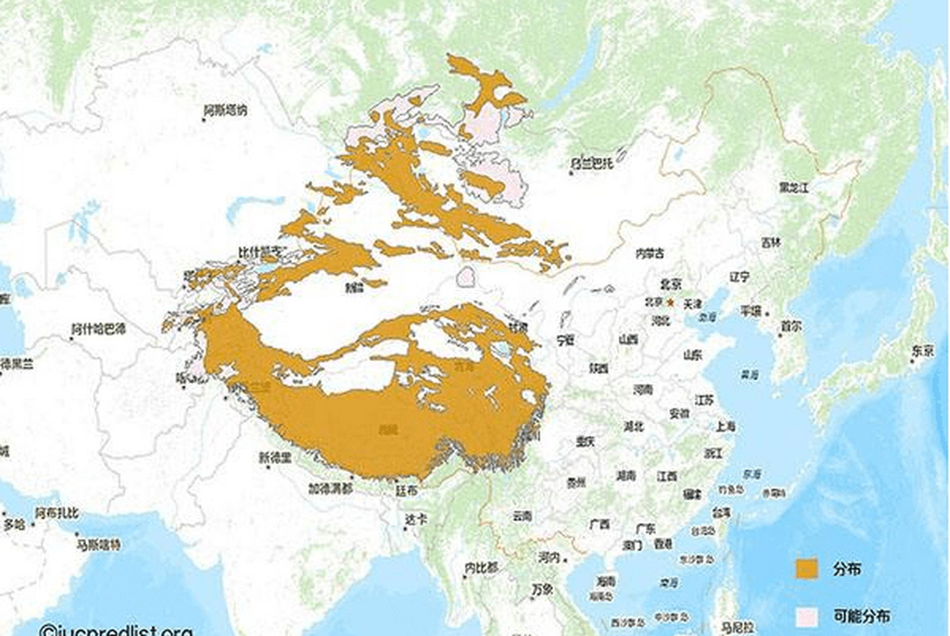 雪豹在我国主要分布于什么地区?答案:青藏高原.