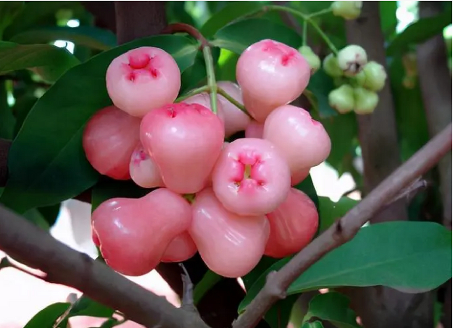 莲雾学名洋蒲桃,又名天桃,爪哇蒲桃,属于桃金娘科乔木.