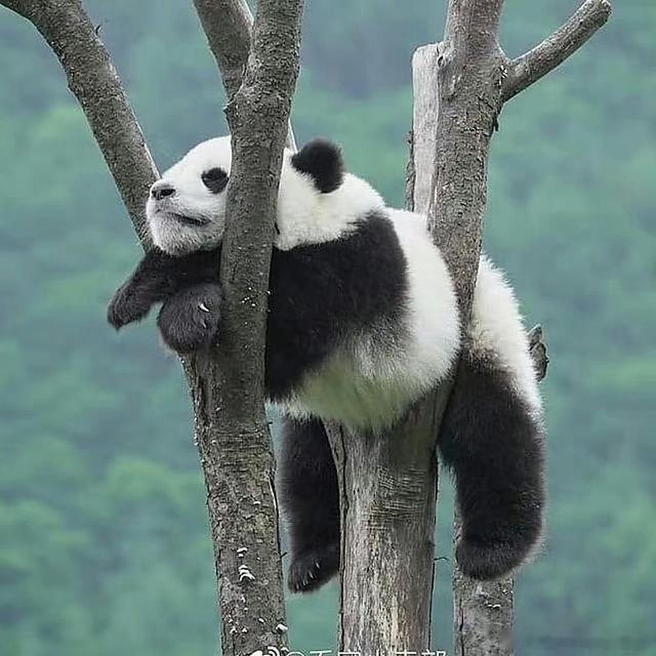 遇到挂树熊猫请不要无视,你的运势大涨