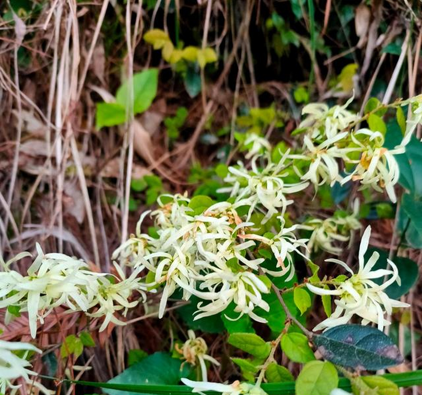野生檵木,绽放花姿
